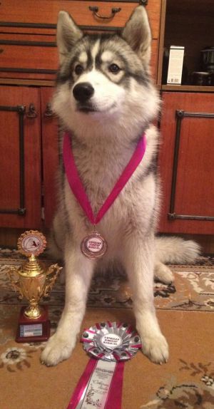 Dog Photo
