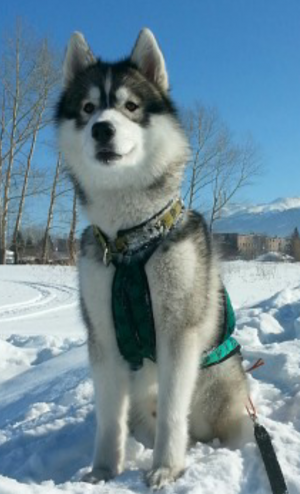 Dog Photo