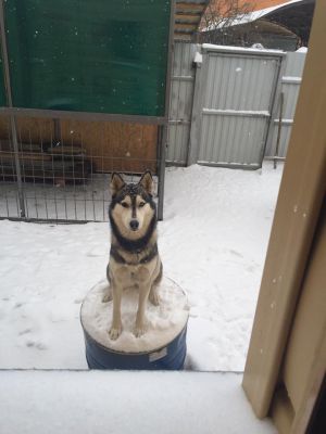 Dog Photo