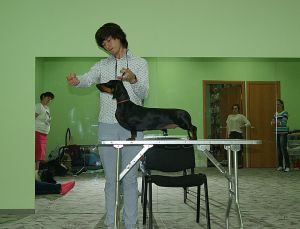 Dog Photo