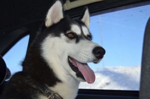 Dog Photo