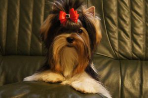 Dog Photo