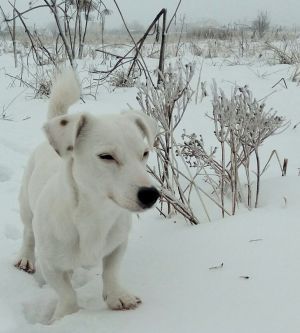 Dog Photo