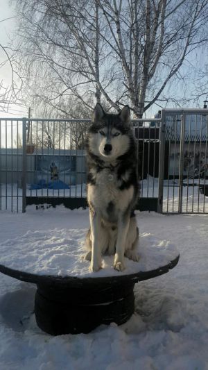 Dog Photo