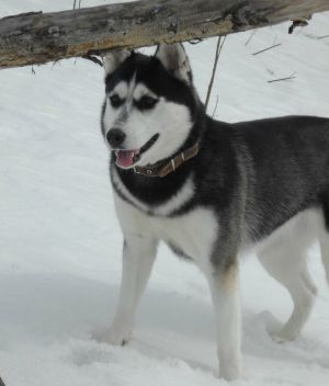 Dog Photo
