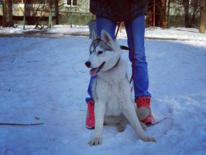 Dog Photo