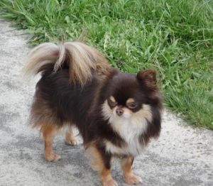 Dog Photo