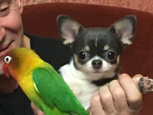 Dog Photo