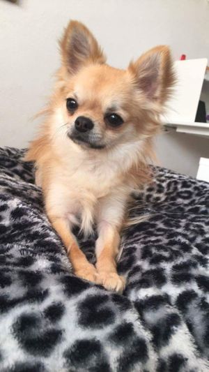 Dog Photo