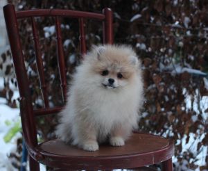 Dog Photo