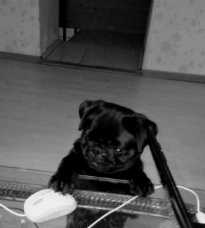Dog Photo