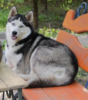Dog Photo