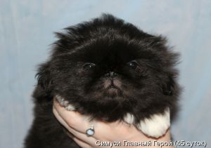 Dog Photo