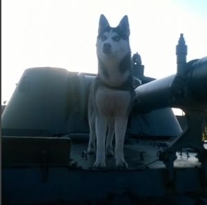 Dog Photo
