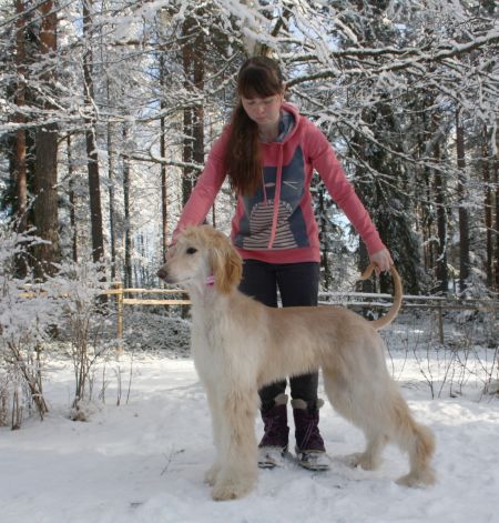 Dog Photo