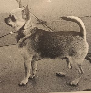 Dog Photo