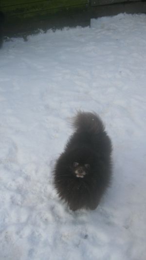 Dog Photo