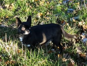 Dog Photo