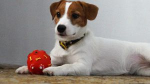 Dog Photo