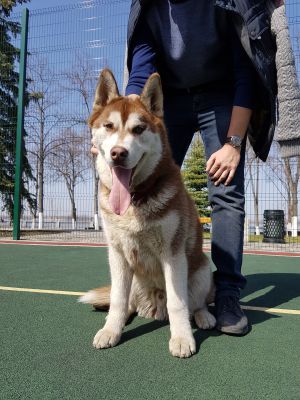 Dog Photo