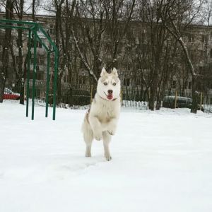 Dog Photo