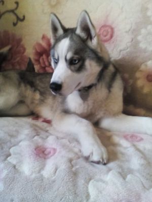 Dog Photo