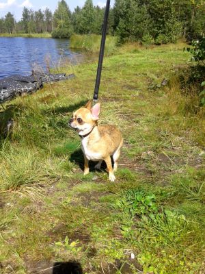 Dog Photo