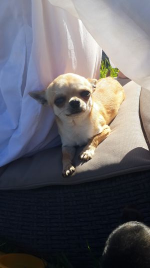 Dog Photo