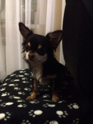 Dog Photo