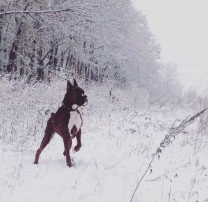 Dog Photo