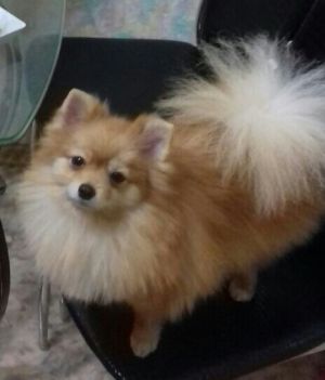 Dog Photo