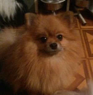 Dog Photo