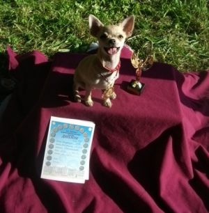 Dog Photo