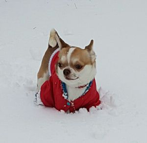 Dog Photo
