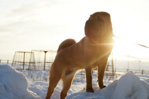 Dog Photo