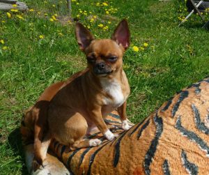 Dog Photo