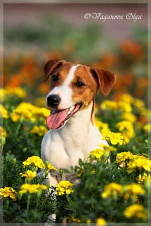 Dog Photo