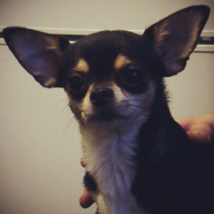 Dog Photo