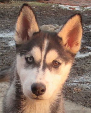 Dog Photo