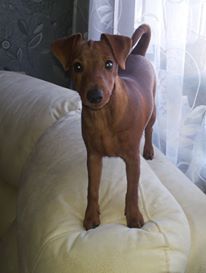 Dog Photo