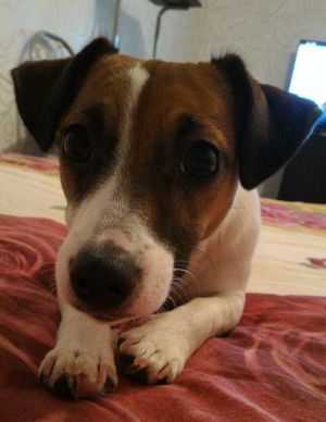 Dog Photo