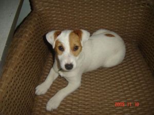 Dog Photo