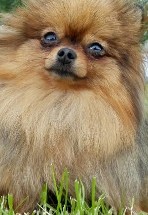 Dog Photo