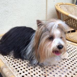 Dog Photo