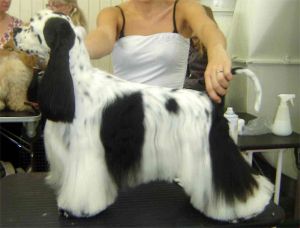 Dog Photo