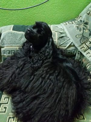Dog Photo