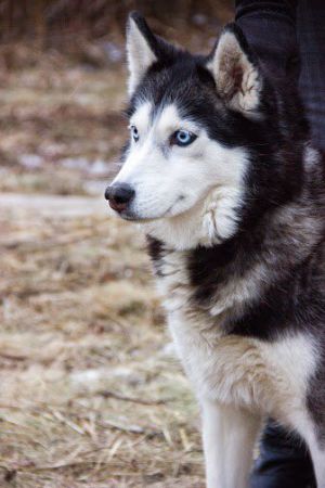 Dog Photo