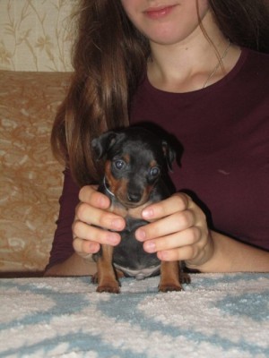 Dog Photo
