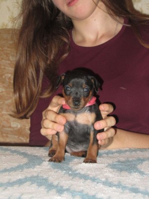 Dog Photo
