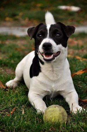 Dog Photo